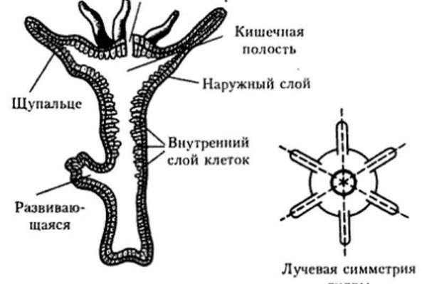 Кракен шоп даркнет